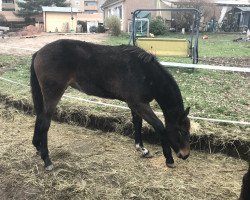 broodmare Zyleia (German Sport Horse, 2019, from Zinedream)