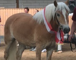 broodmare Scarlett (Edelbluthaflinger, 2016, from Sherlock Holmes C. (2,15% ox))