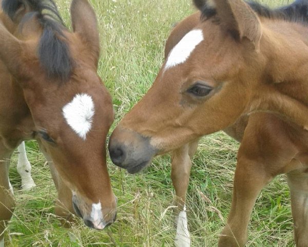 Springpferd M.D.'s Leland (Westfale, 2016, von Let's Dance)