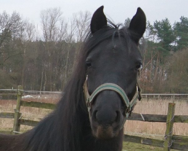 broodmare Sanny Sturm Wind (German Riding Pony, 2016, from Newton Monthan)