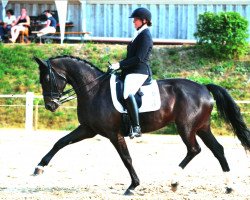 dressage horse Walinda 3 (Oldenburg, 2010, from Fidertanz)