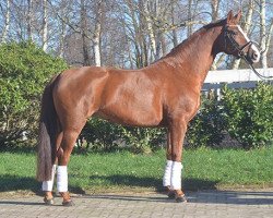 dressage horse Sarina (Hanoverian, 2015, from Sir Winston Churchill)