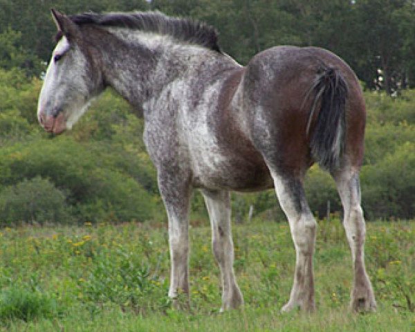 Zuchtstute Willishome Chrystal April (Clydesdale, 2004, von Donegal King David)