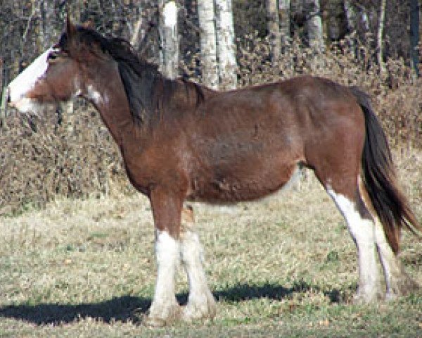 horse Donegal Amber (Clydesdale, 2010, from Armageddon's Lord Cain)