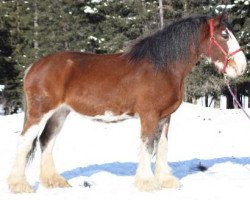 Pferd CBR Spit Fire Sweet Maurade (Clydesdale, 2007, von Westerdale Prospect)