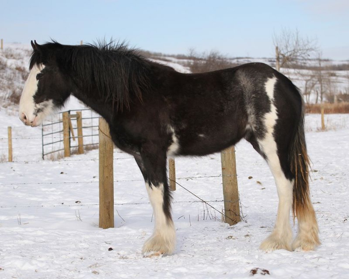 Pferd Amethyst Reason (Clydesdale, 2018, von Hatfield Hightower)