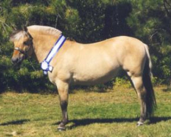 stallion Woodland's Dustin (Fjord Horse, 1986, from Anvil's Pluto)