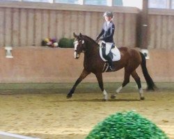 dressage horse Bara Cuda B (Westphalian, 2016, from Baccardi)