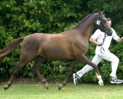 dressage horse Cinderella du Bois (Nederlands Rijpaarden en Pony, 2000, from FS Don't Worry)