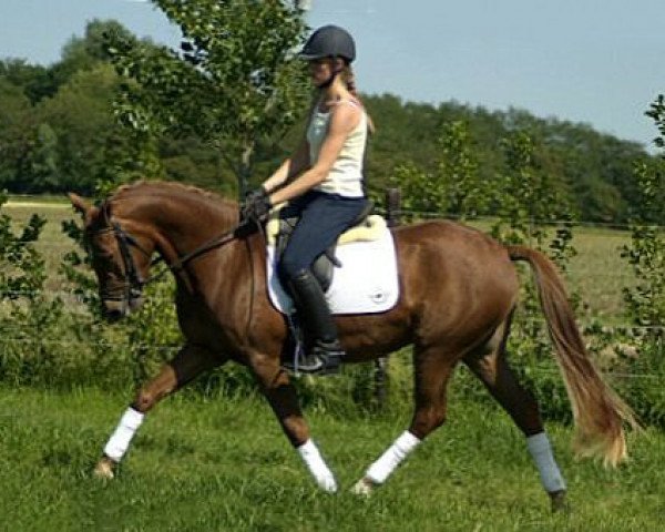 dressage horse Adaya du Bois (Nederlands Rijpaarden en Pony, 2002, from Danny Gold)