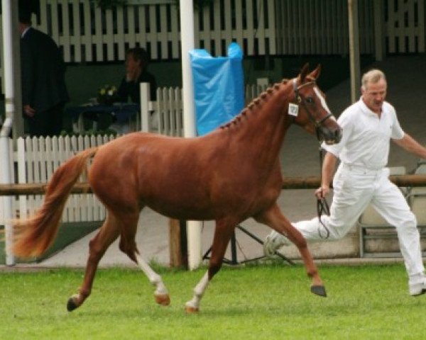 Zuchtstute Irana du Bois (Nederlands Rijpaarden en Pony, 2003, von Dornik B)
