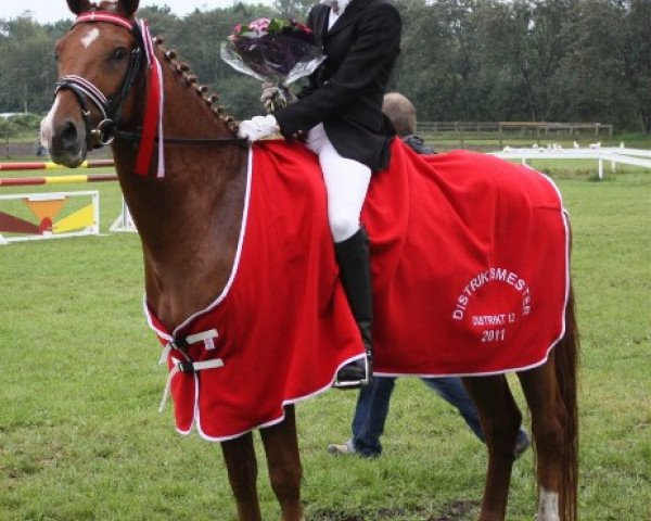 dressage horse Delmonte du Bois (Nederlands Rijpaarden en Pony, 2005, from Deinhard B)