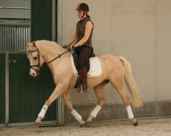 Dressurpferd Desperado du Bois (Nederlands Rijpaarden en Pony, 2009, von Djamaï du Bois)