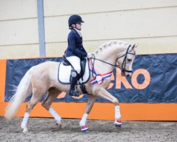 dressage horse Domingo du Bois (Nederlands Rijpaarden en Pony, 2014, from Don Cremello du Bois)