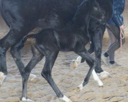 dressage horse Dark Bonita (Bavarian, 2020, from Bonds)