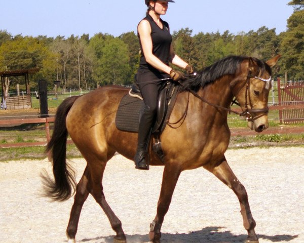 broodmare Holly Golightly TS (German Warmblood, 2017, from DSP Quasi Gold Md)
