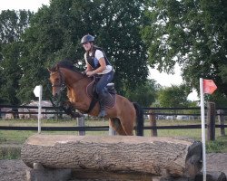 Zuchtstute Biloulou (Deutsches Reitpony, 2014, von Beautyful Stallion)