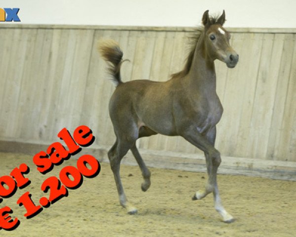 horse Annan (Arabian thoroughbred, 2019, from Al Amryan)