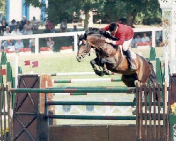 stallion Arpad des Six Censes (Belgium Sporthorse, 1984, from Major de la Cour)