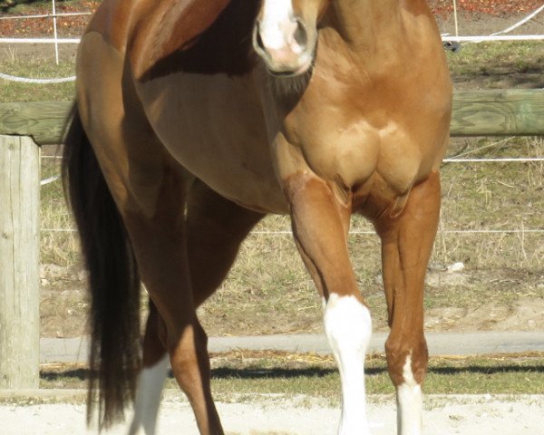 Pferd La First (Bayer, 2010, von First Boy)