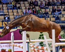 broodmare DSP Escapade R (German Sport Horse, 2006, from Balou du Rouet)