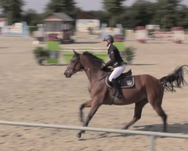 Reitturnier Appelhülsen 2015