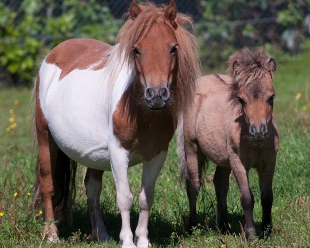 Zuchtstute Elegance v.d. Goudakkers (Shetland Pony (unter 87 cm), 2011, von Aloubet van 't Barreeltje)