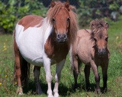 broodmare Elegance v.d. Goudakkers (Shetland pony (under 87 cm), 2011, from Aloubet van 't Barreeltje)