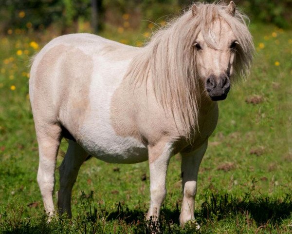 Zuchtstute Fabulous v.d. Goudakkers (Shetland Pony (unter 87 cm), 2012, von Aloubet van 't Barreeltje)