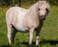 broodmare Fabulous v.d. Goudakkers (Shetland pony (under 87 cm), 2012, from Aloubet van 't Barreeltje)