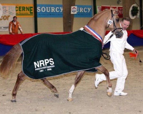 stallion Djamaï du Bois (Nederlands Rijpaarden en Pony, 2003, from Danny Gold)