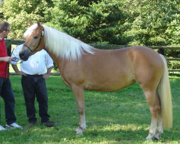 Zuchtstute Walda's Acumé BE (Haflinger, 2003, von Attila)