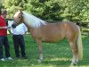 Zuchtstute Walda's Acumé BE (Haflinger, 2003, von Attila)