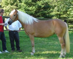 Zuchtstute Walda's Acumé BE (Haflinger, 2003, von Attila)