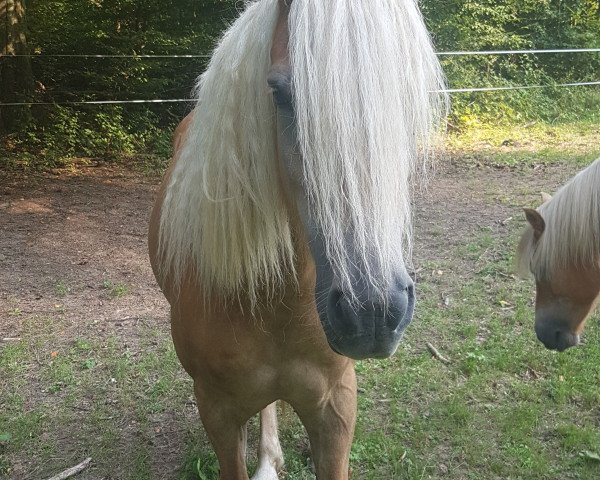 Zuchtstute Urmel H (Haflinger, 2013, von Nostalgie)