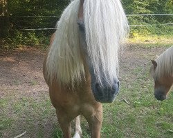 broodmare Urmel H (Haflinger, 2013, from Nostalgie)