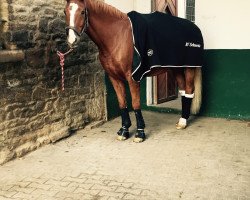 dressage horse Arrow (Westphalian, 2004, from Abanos)