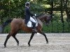 dressage horse Troll 77 (Hessian Warmblood, 2004, from Tullamore)