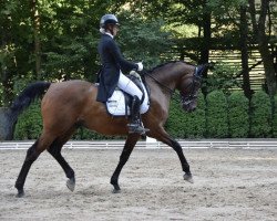 dressage horse Troll 77 (Hessian Warmblood, 2004, from Tullamore)