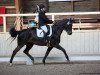 dressage horse French Diamond Girl WR (Oldenburg, 2007, from French Kiss)