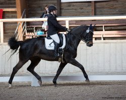 dressage horse French Diamond Girl WR (Oldenburg, 2007, from French Kiss)