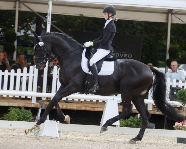 dressage horse All Deluxe (Trakehner, 2013, from All Inclusive)