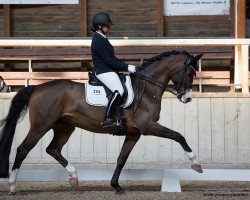 dressage horse Falco 357 (Westphalian, 2008, from Florenciano 6)