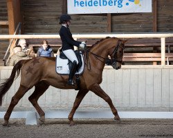 dressage horse Fahrenheit 33 (Rhinelander, 2006, from Florubin)