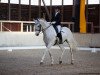 dressage horse Dinario 5 (German Sport Horse, 2007, from Birkhofs Denario)