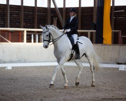 dressage horse Dinario 5 (German Sport Horse, 2007, from Birkhofs Denario)