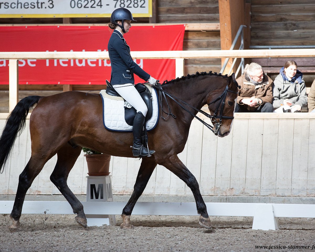 dressage horse Crackerjack 7 (Holsteiner, 2008, from Ab 19 Chepetto)