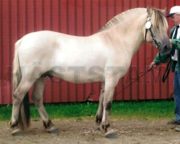 horse Isidor S.249 (Fjord Horse, 2004, from Hauk Thun S.222)