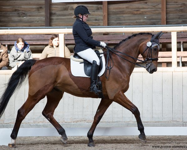 dressage horse Alghero 2 (Royal Warmblood Studbook of the Netherlands (KWPN), 2005, from Querlybet Hero)