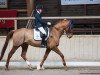 dressage horse Zontano (Mecklenburg, 2005, from Zigeunerheld xx)